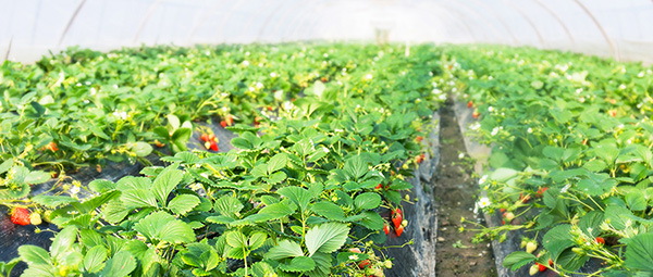 eSUN易生生物降解地膜連續(xù)2年在武漢市蔬菜種植項(xiàng)目中獲得較好表現(xiàn)！