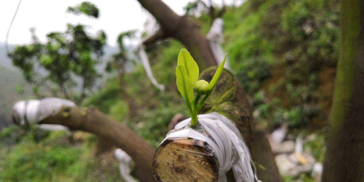 嫁接專(zhuān)用生物降解膜