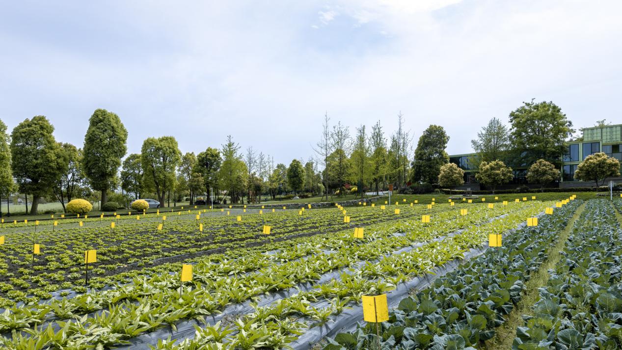 生物降解粘蟲(chóng)板