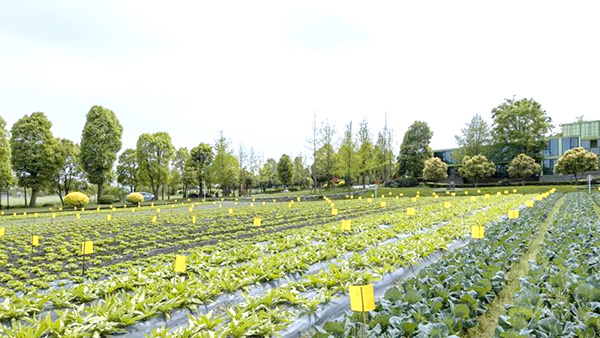 生物降解粘蟲板